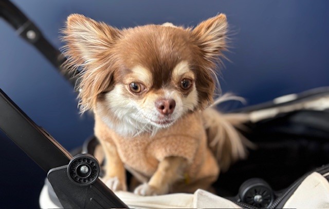 癒されました🐶