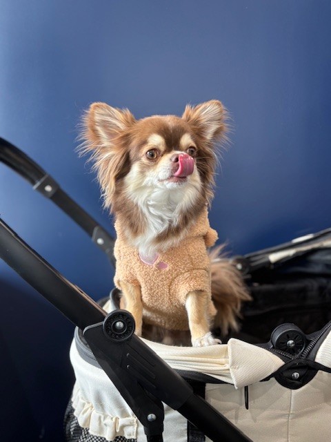 癒されました🐶