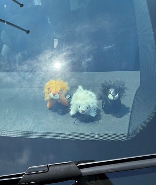 プチライオン🦁