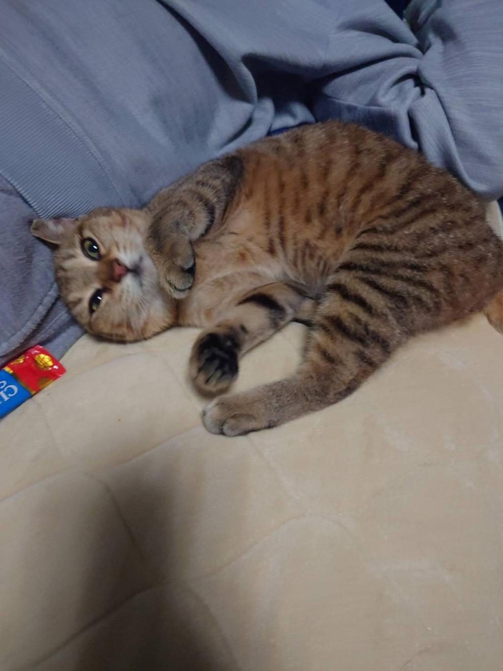 狩り猫😼