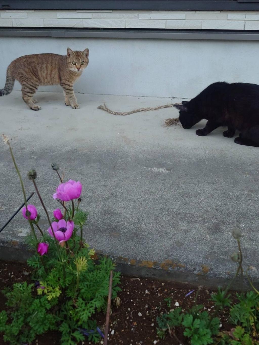 狩り猫😼