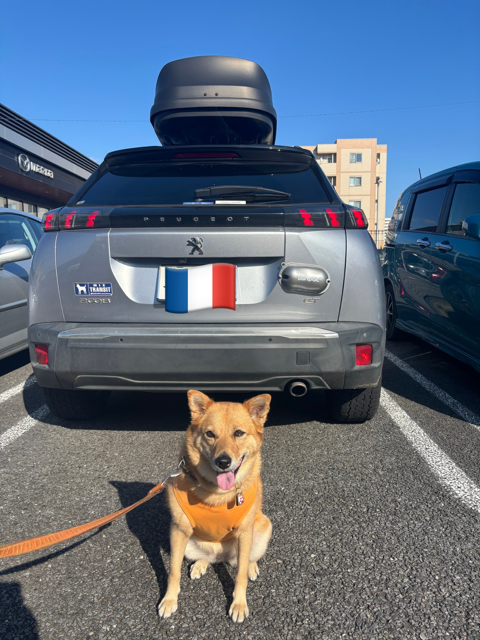 かわいいお客様🐶