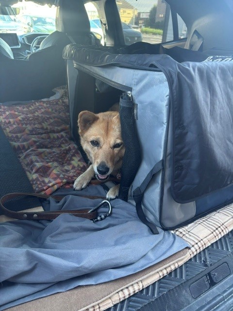かわいいお客様🐶