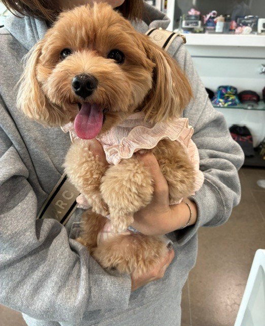 かわいいお客様🐶